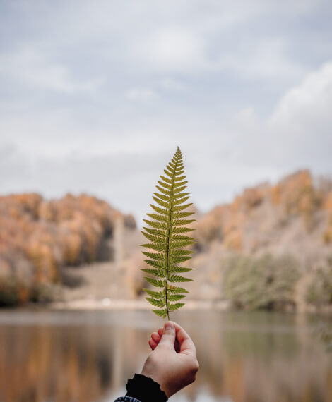 Leaf Image